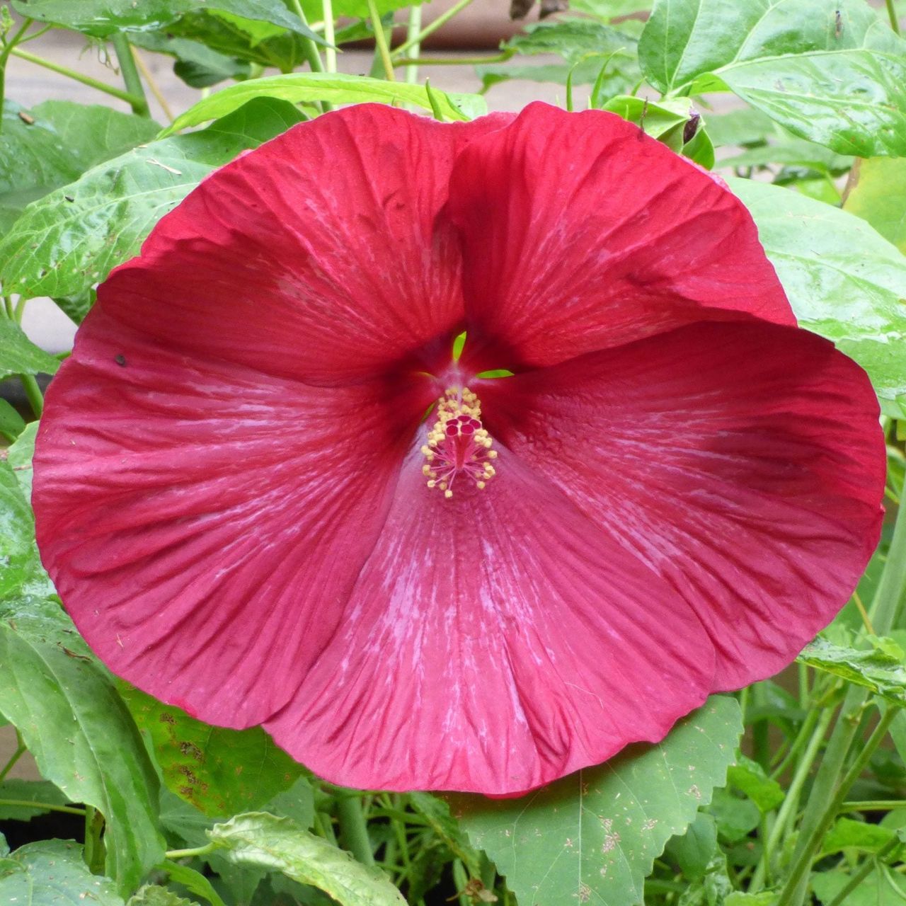 Caring For Hardy Hibiscus Plants - How To Grow Hibiscus Outdoors ...