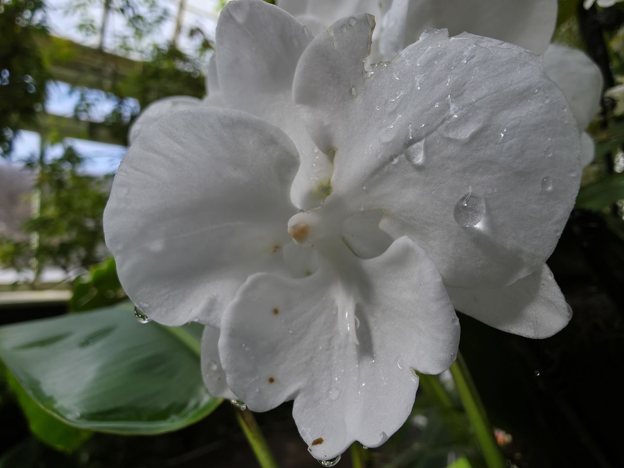 Orchids at the New York Botanical Garden, all photos taken with Samsung Galaxy S25 Ultra