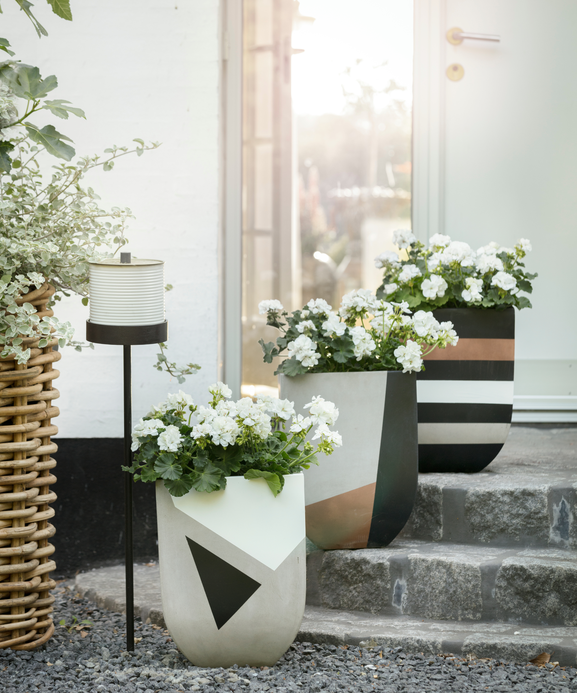 white pelargoniums growing in three pots painted with geometric patterns