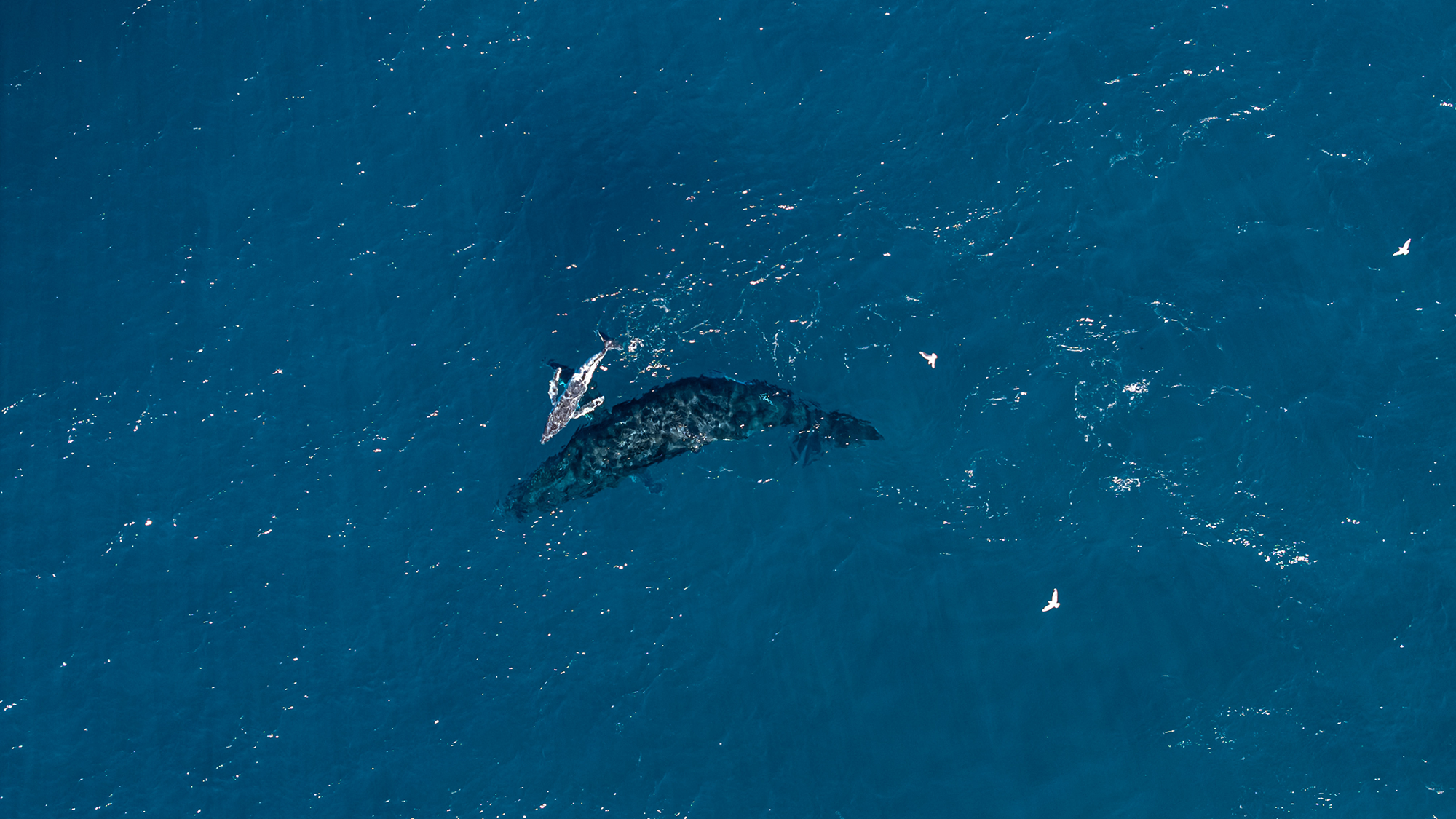 Large whales swim in the blue ocean