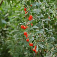 Goji berries growing on goji berry plant in garden