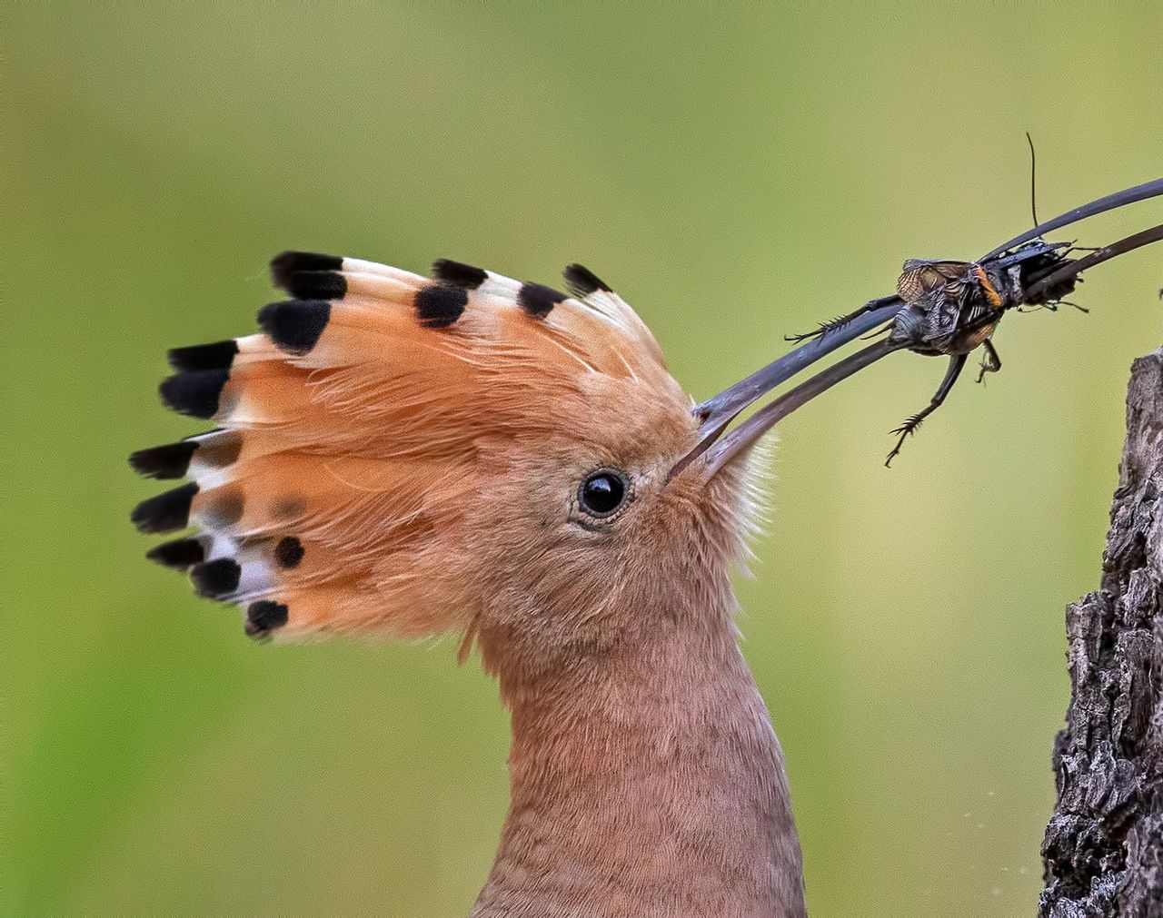 Thomas Hinsche won the Best Portfolio 2019 award for his six spectacular shots
