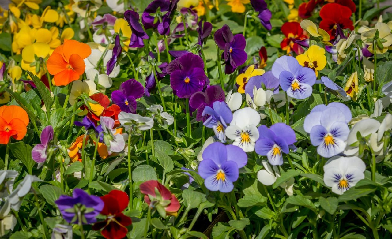 summer pansies