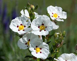 The white flowers of spreading cistus Decumbens