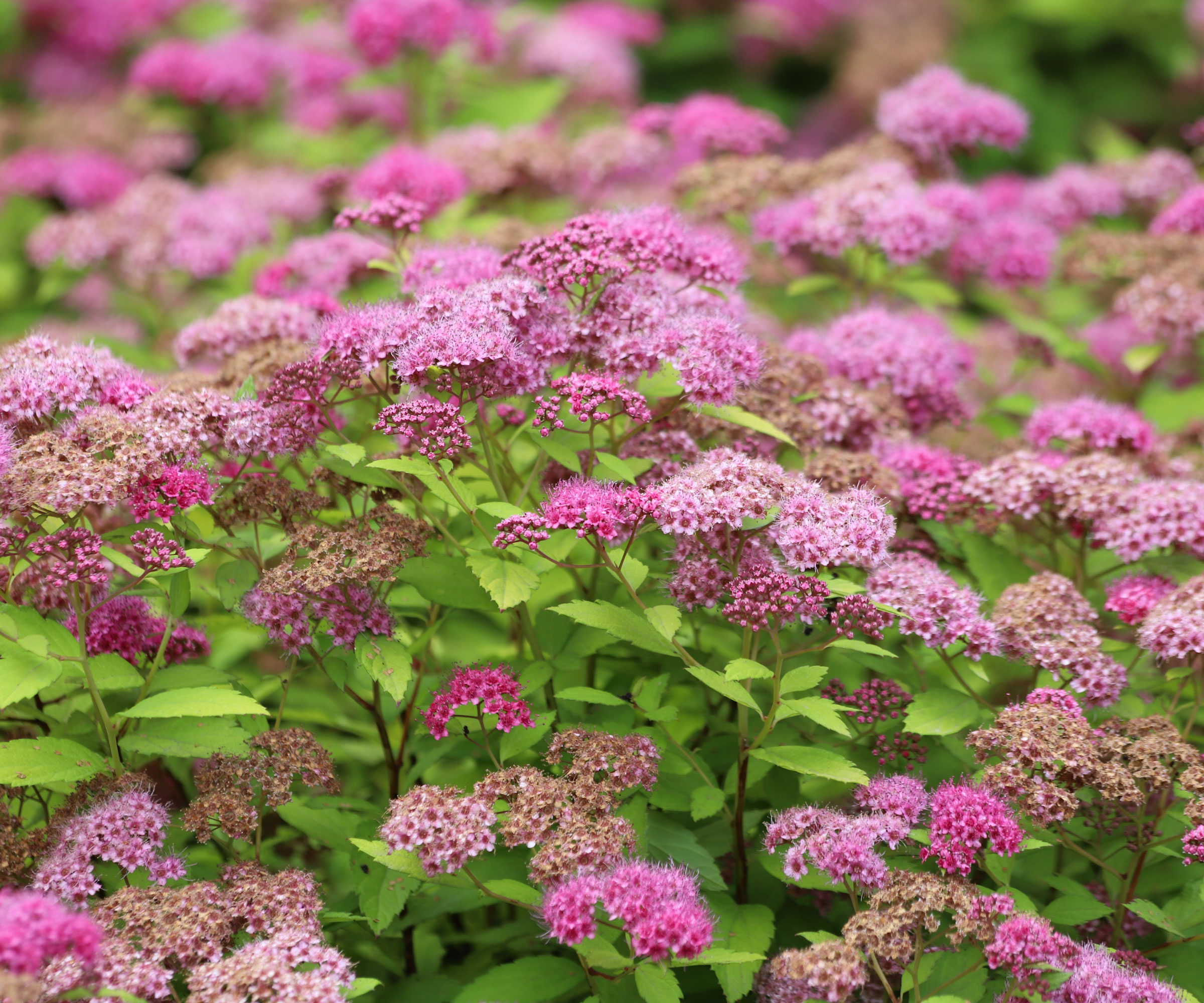 pink flowering spirea in garden border