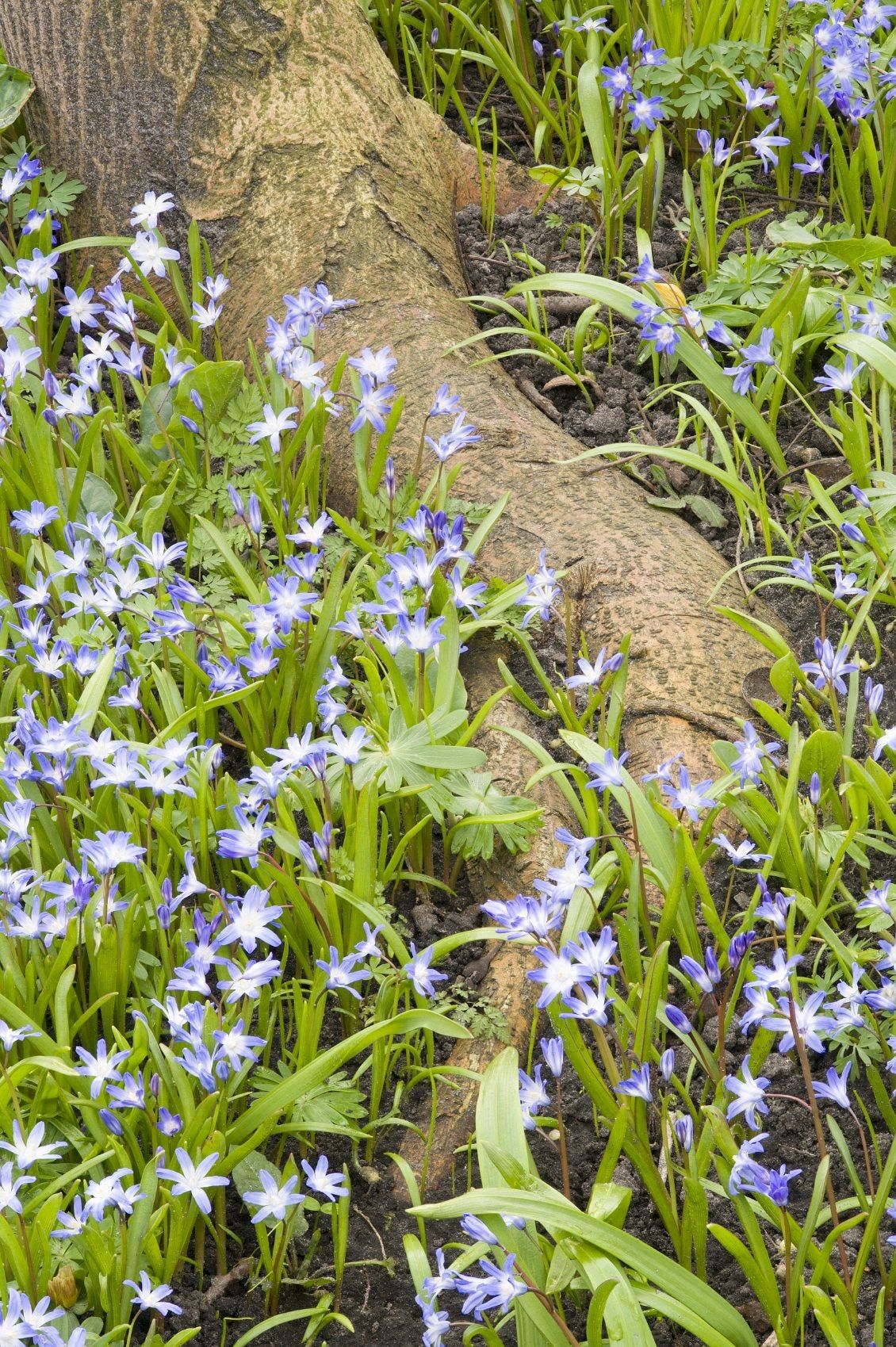 Flower Bed Around Tree Roots