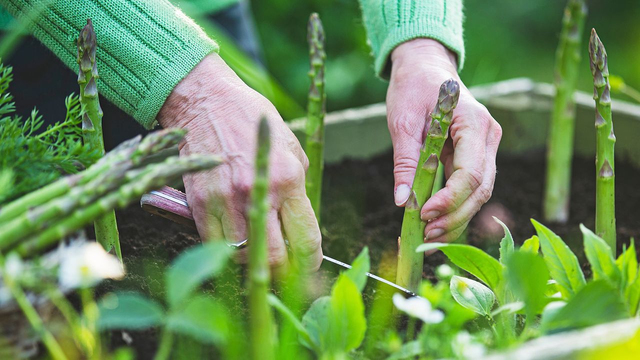 Harvesting asparagus from large container