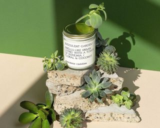 Anecdote Succulent Garden candle in jar surrounded by succulents in front of green back ground