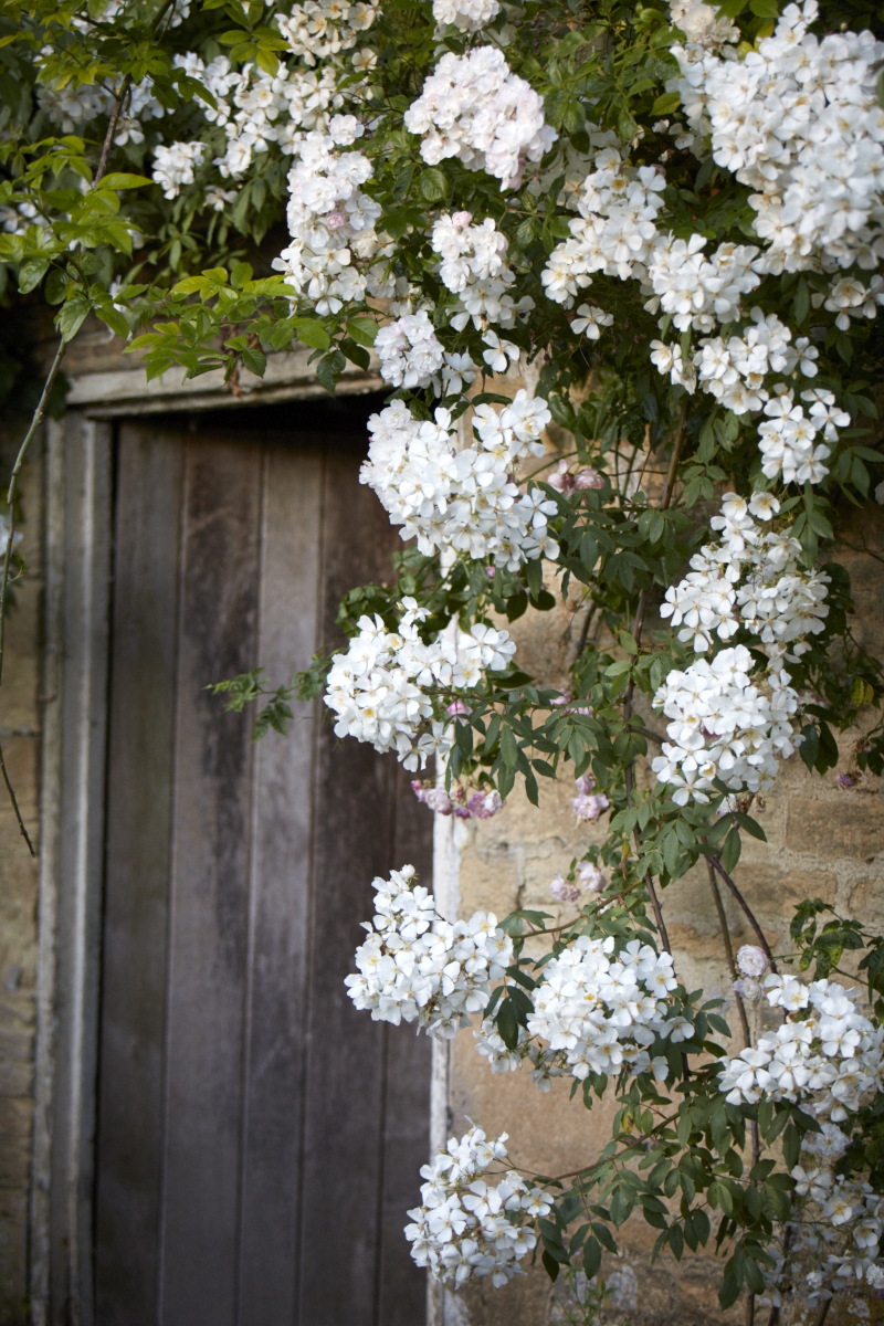 Rose garden ideas - Rose garden with rambling rose at garden Moor Wood