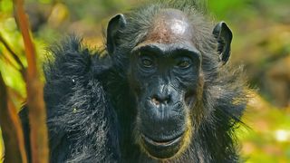 A close-up picture of a Ngogo female chimpanzee.