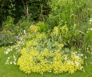 A garden border that has been battered down by heavy rain