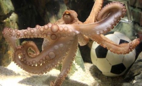 What is an Octopus in Football? Everything You Need to Know