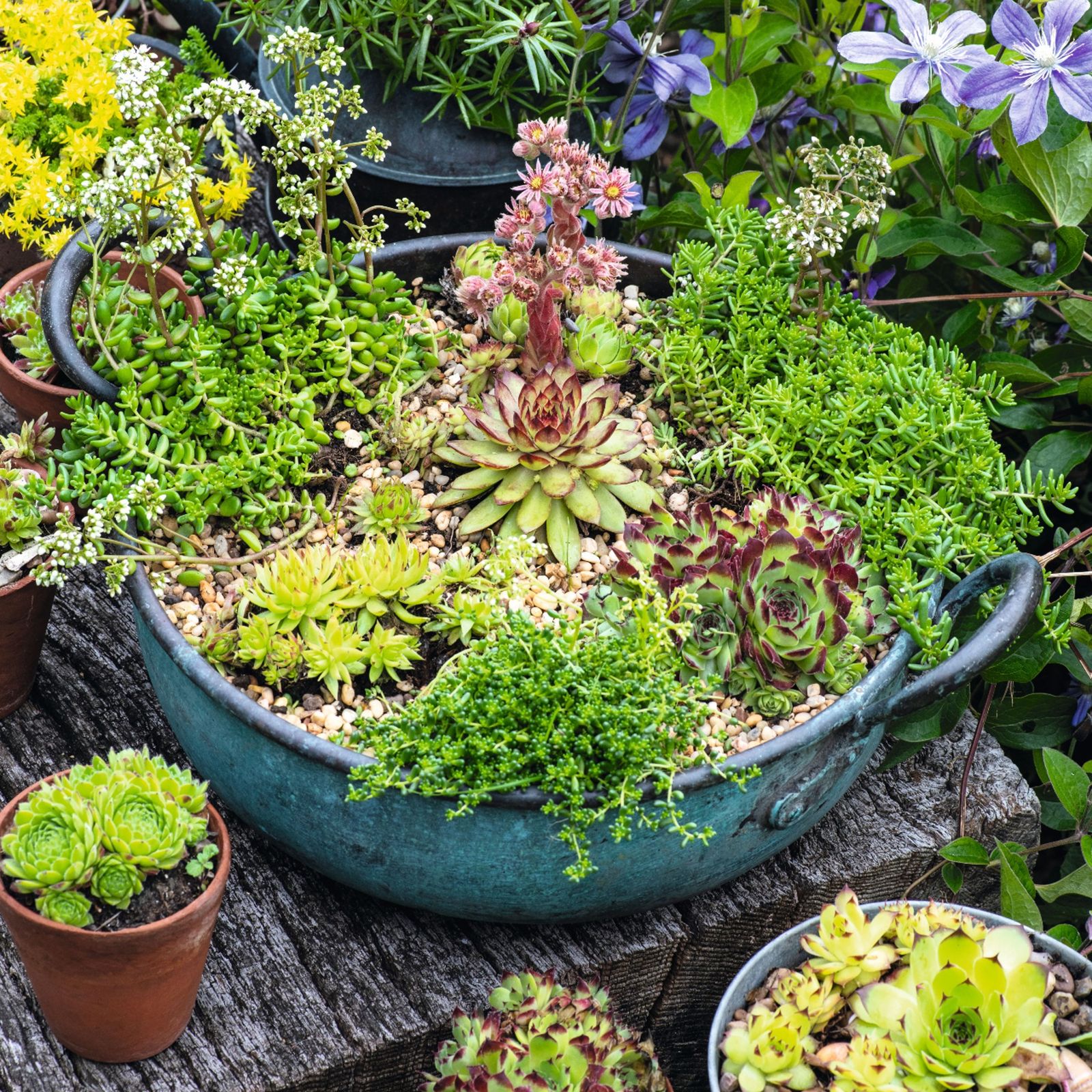 Fresh Look at How To Propagate Succulents Grow One Of The Most Popular