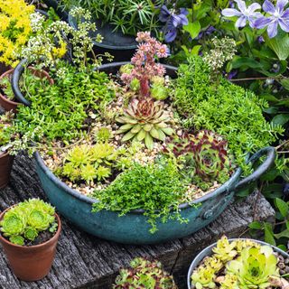 Various succulents in pots in garden