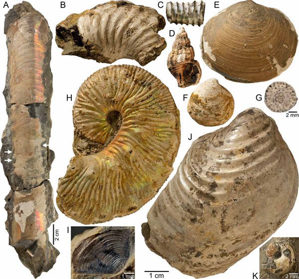 Arriba 71+ imagen fossil mollusks