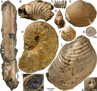 Fossils Show Surprising Life Of Ancient Swimming Mollusks