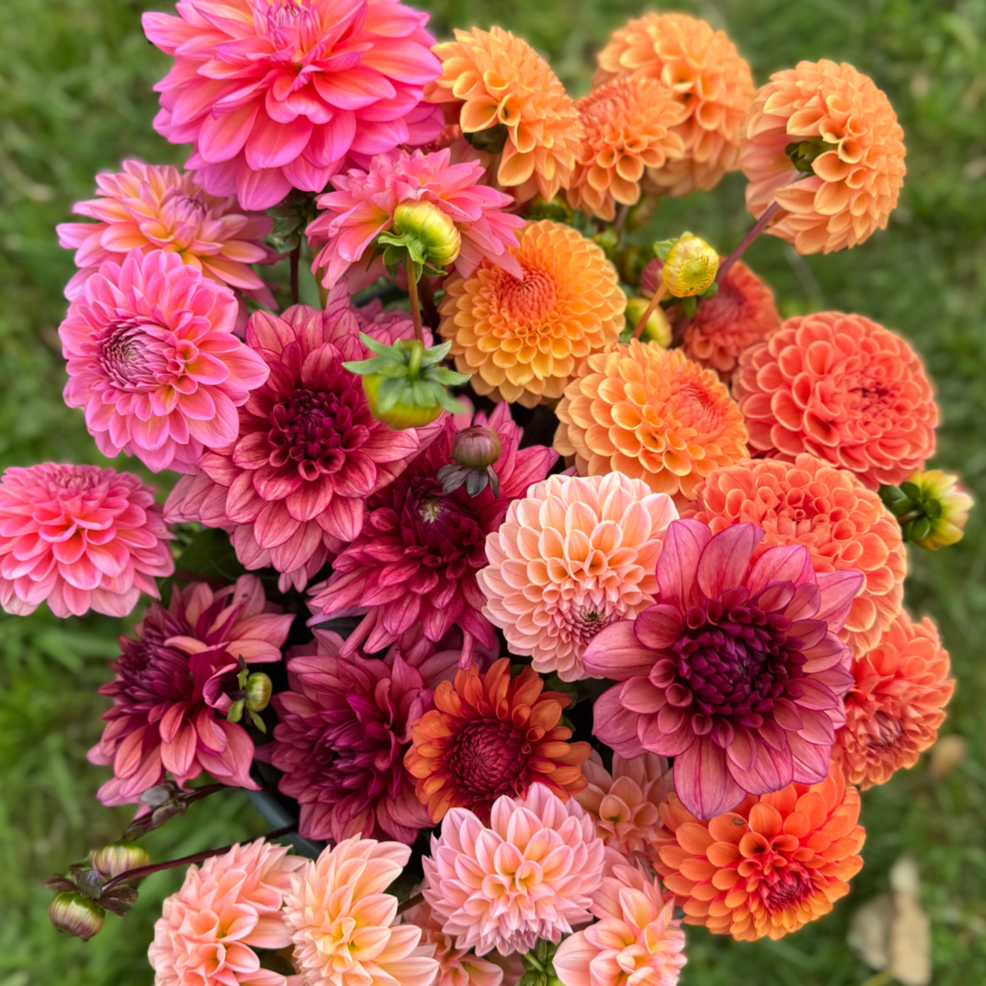 selection of brightly coloured dahlias in a bucket