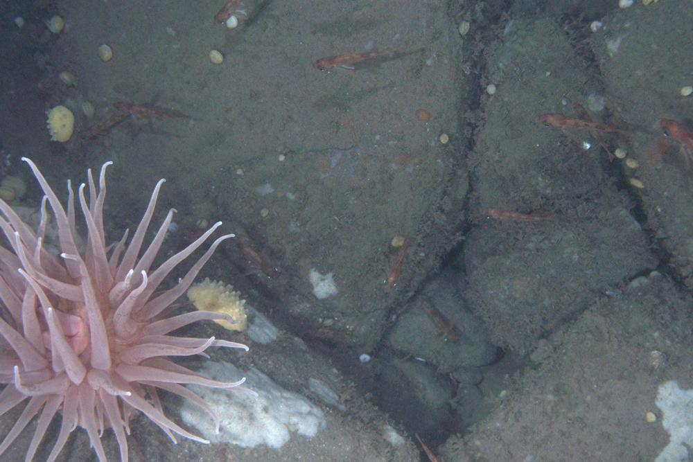 habcam, ocean habitat, marine life images