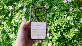 Visual Look Up on iOS used outside to identify plants