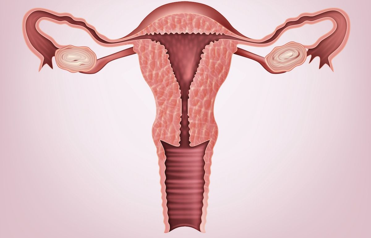 Female Anatomy Diagrams: Inside and Outside the Vagina