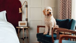 White dog sitting on an armchair