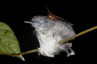 A moth laps up the tears of this black-chinned antbird in the Amazon.