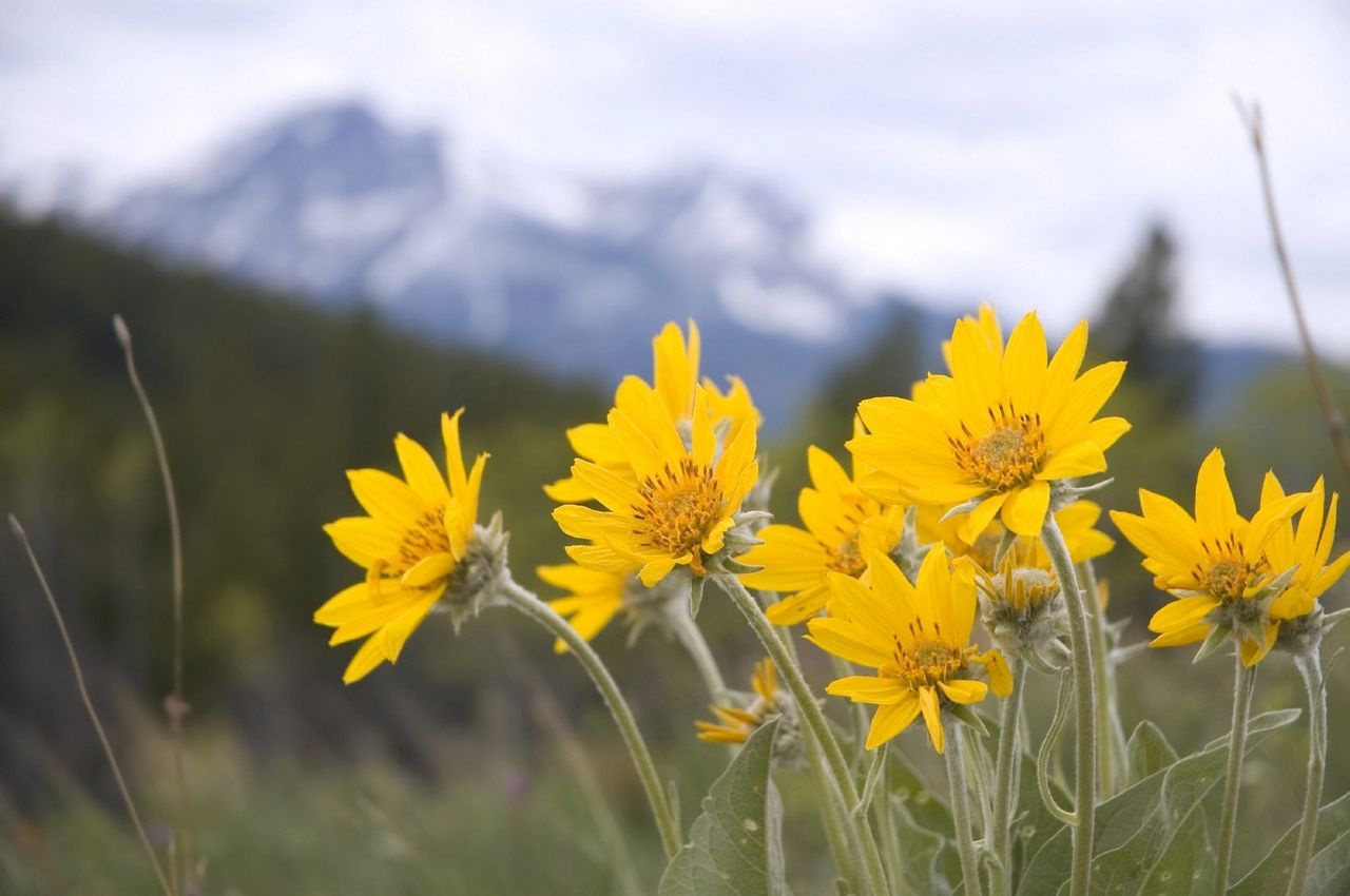 Yellow Arnica Herbs Growing in the Wild