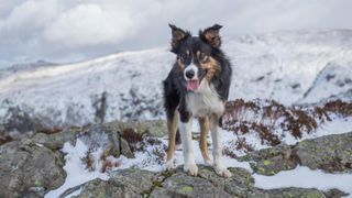 Border collie on snowy mountain