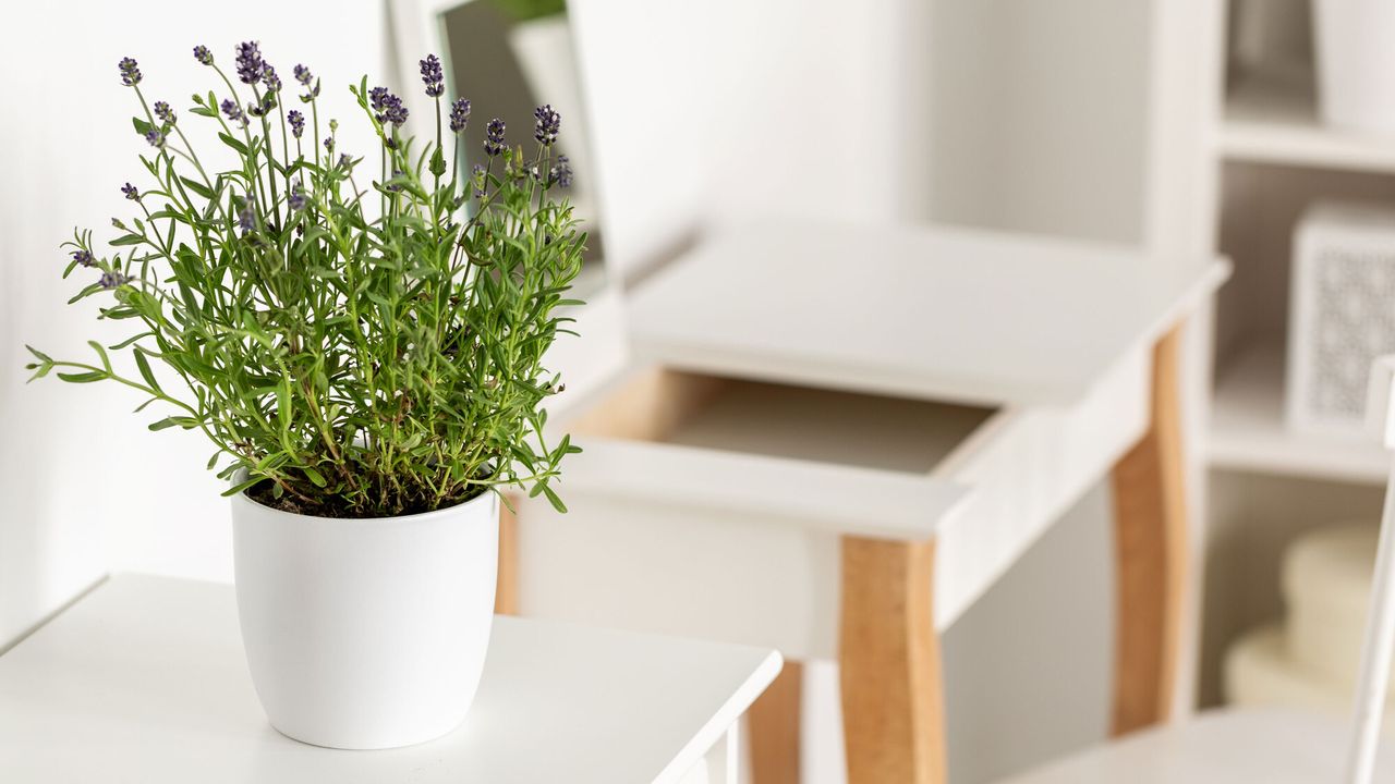 A lavender plant indoors