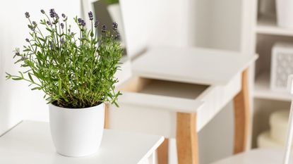 A lavender plant indoors