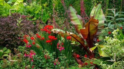 An English country garden border with exotic plants including a banana plant