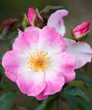 Rosy Cushion rose