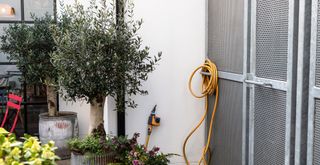 Close up of a back garden with two potted olive trees next to a hose to support an expert guide on how to overwinter olive trees