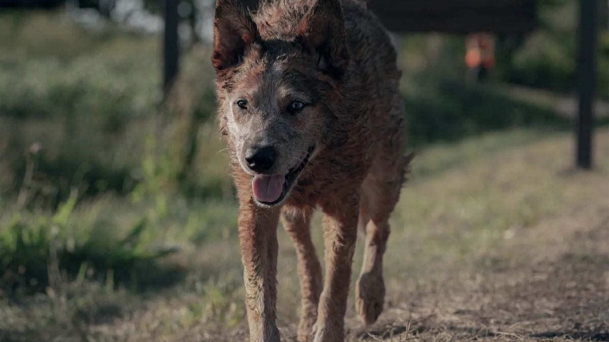 Pet Sematary: Bloodlines Made A Special Point Of Casting Two Stephen King  Veterans For Key Roles In The New Horror Prequel | Cinemablend