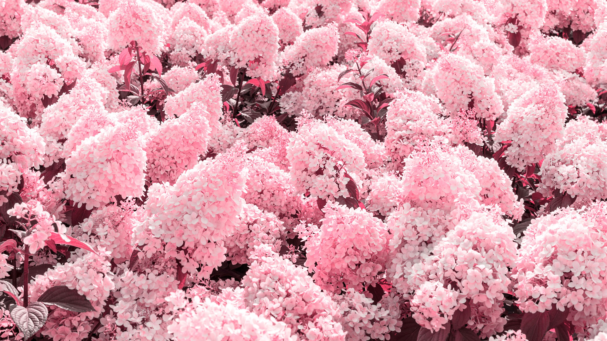 Pink Annabelle hydrangea with pink flower heads