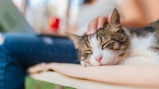 Cat sleeping on couch next to woman
