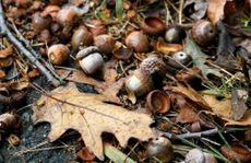 Fallen Acorns on Leaf Covered Ground