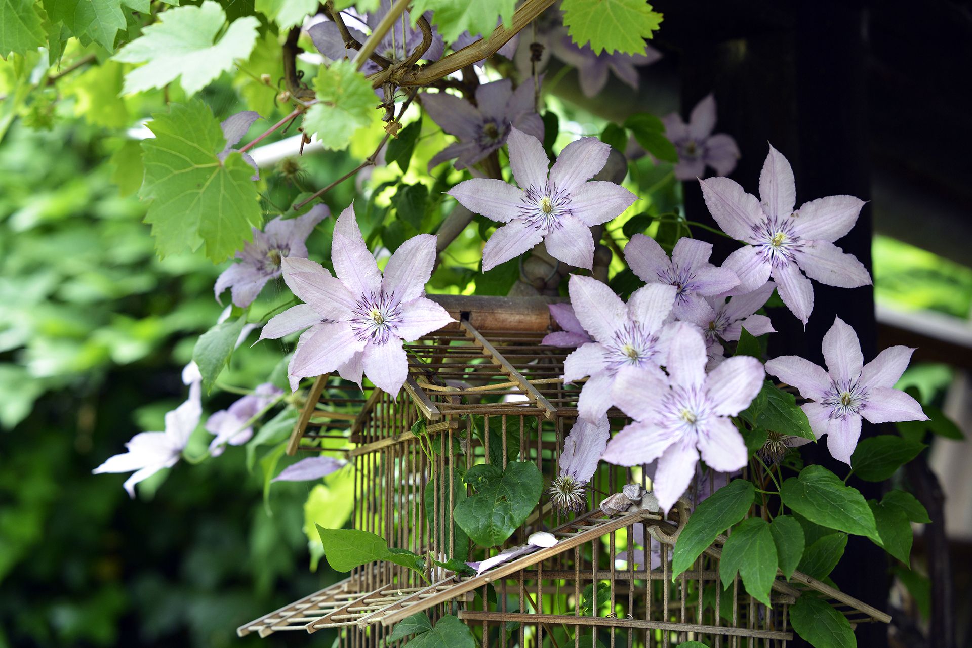 Clematis and wooden birdcage