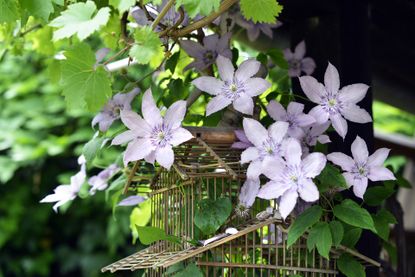 how to prune clematis - clematis flowering on wooden birdcage