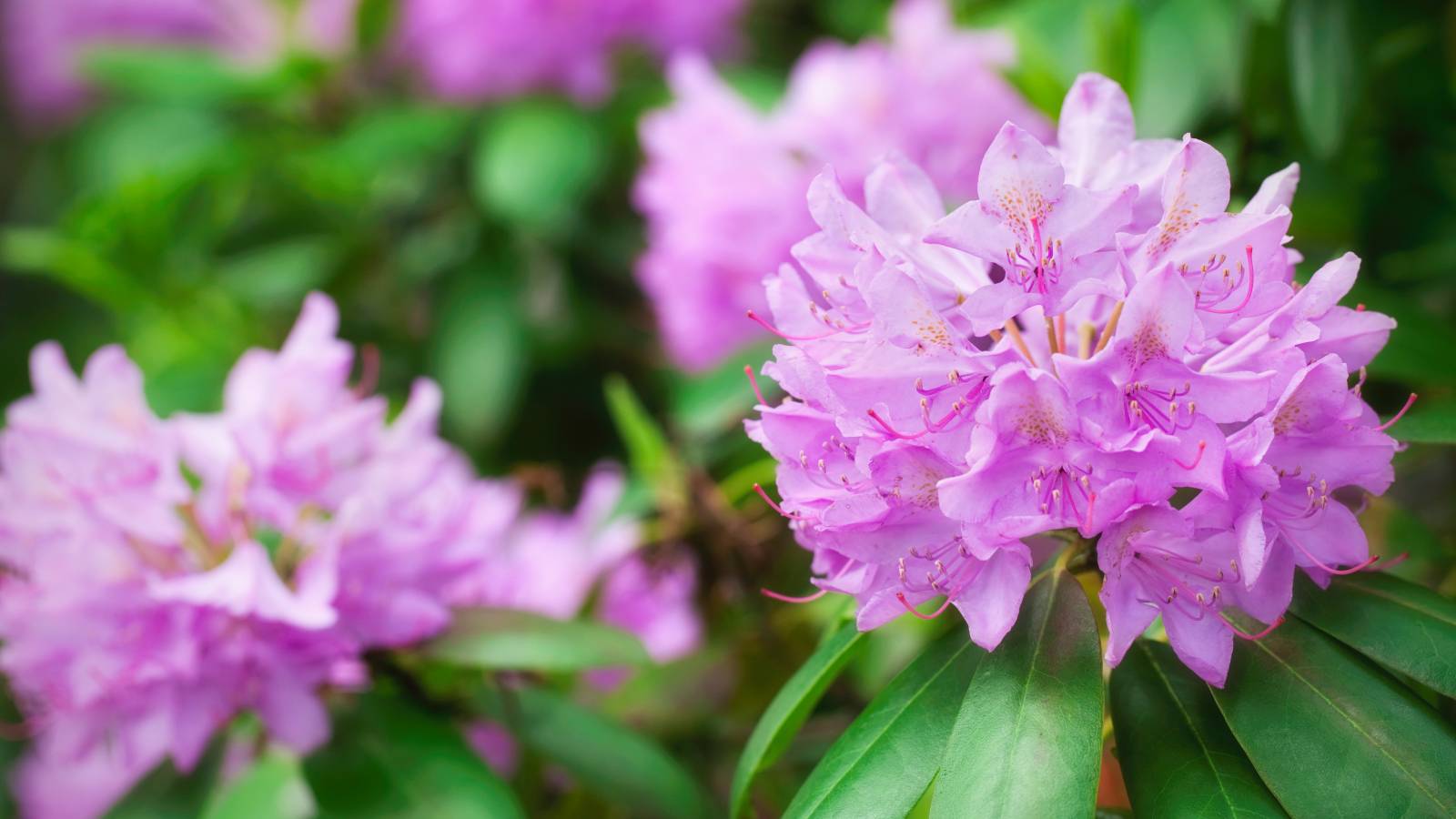 Purple rhododendron flowers