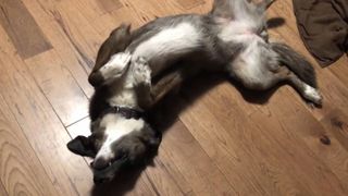 dog plays dead