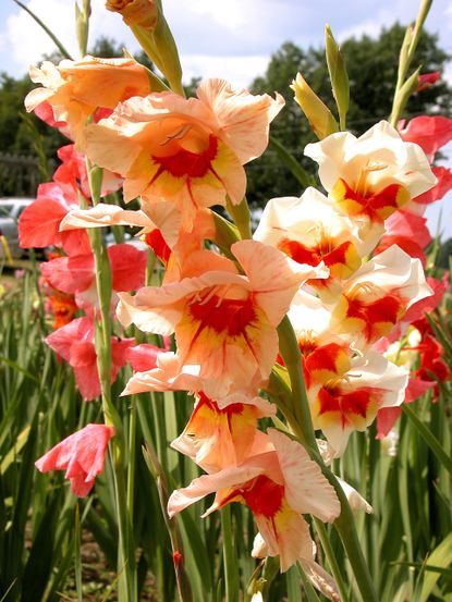 Colorful Flowering Bulbs