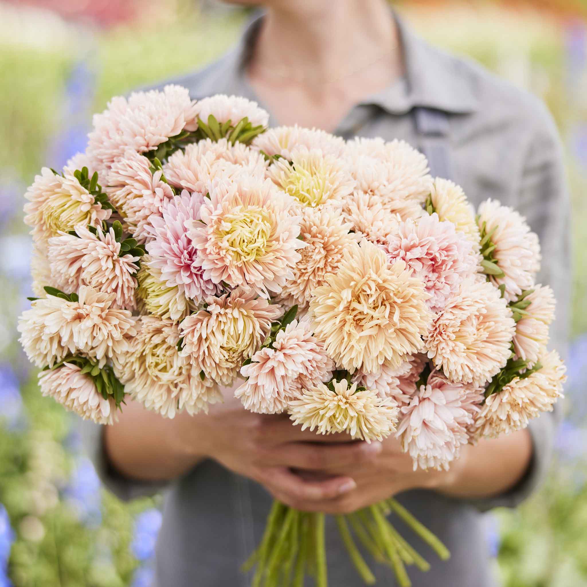China Aster Seeds - Apollinia Chamois