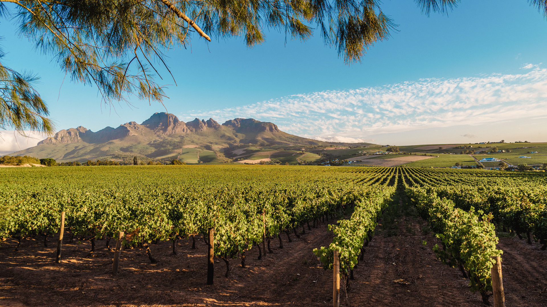 Views of South African vineyards - A record breaking year at DWWA 2025
