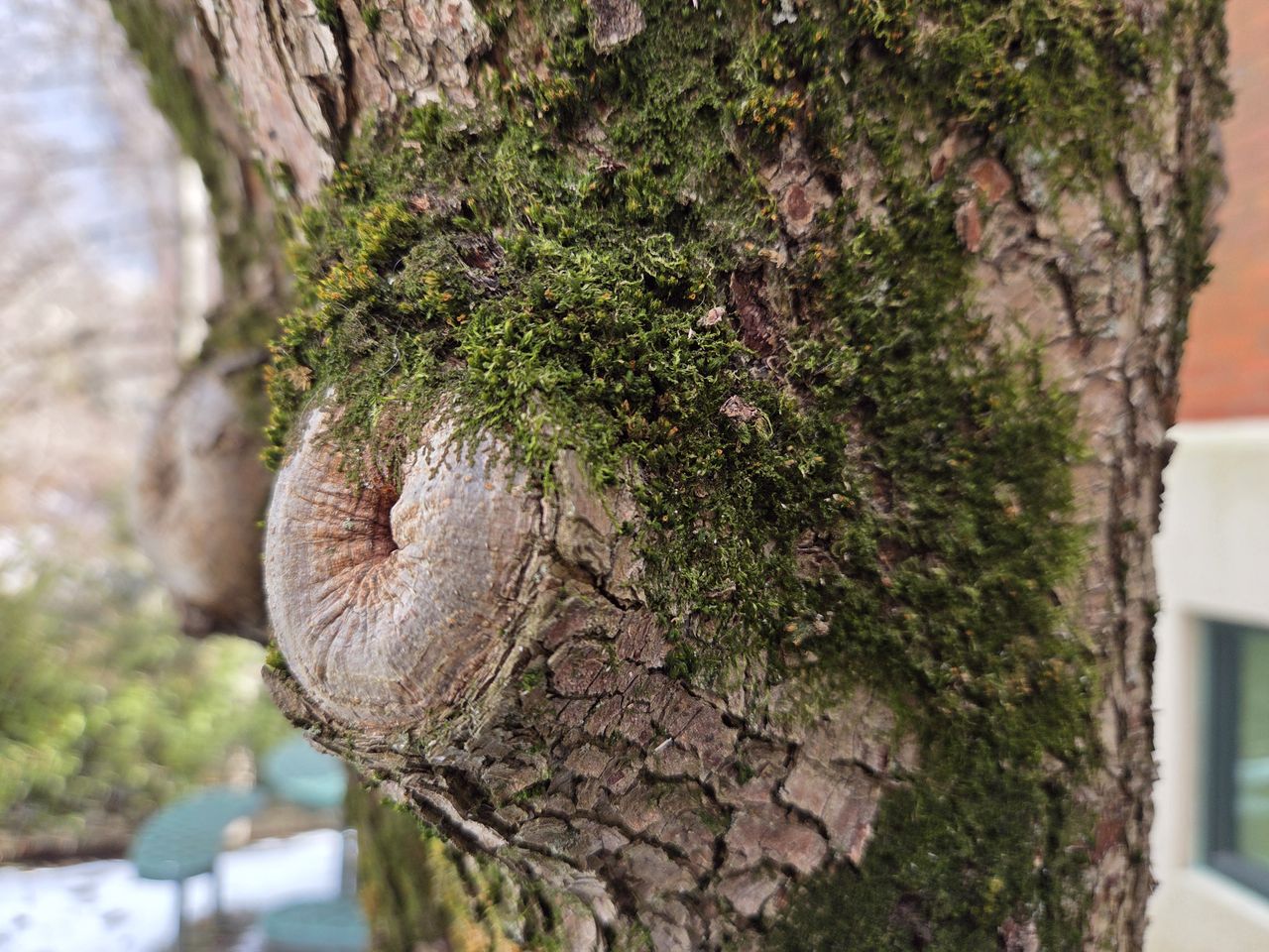Camera samples from the Galaxy S25 Plus