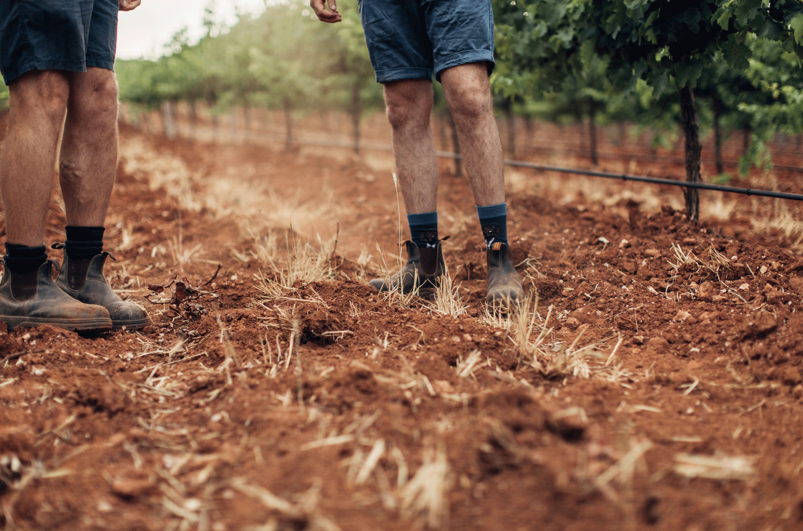 Terra rossa soil in Koerner Wine's vineyards, Clare Valley