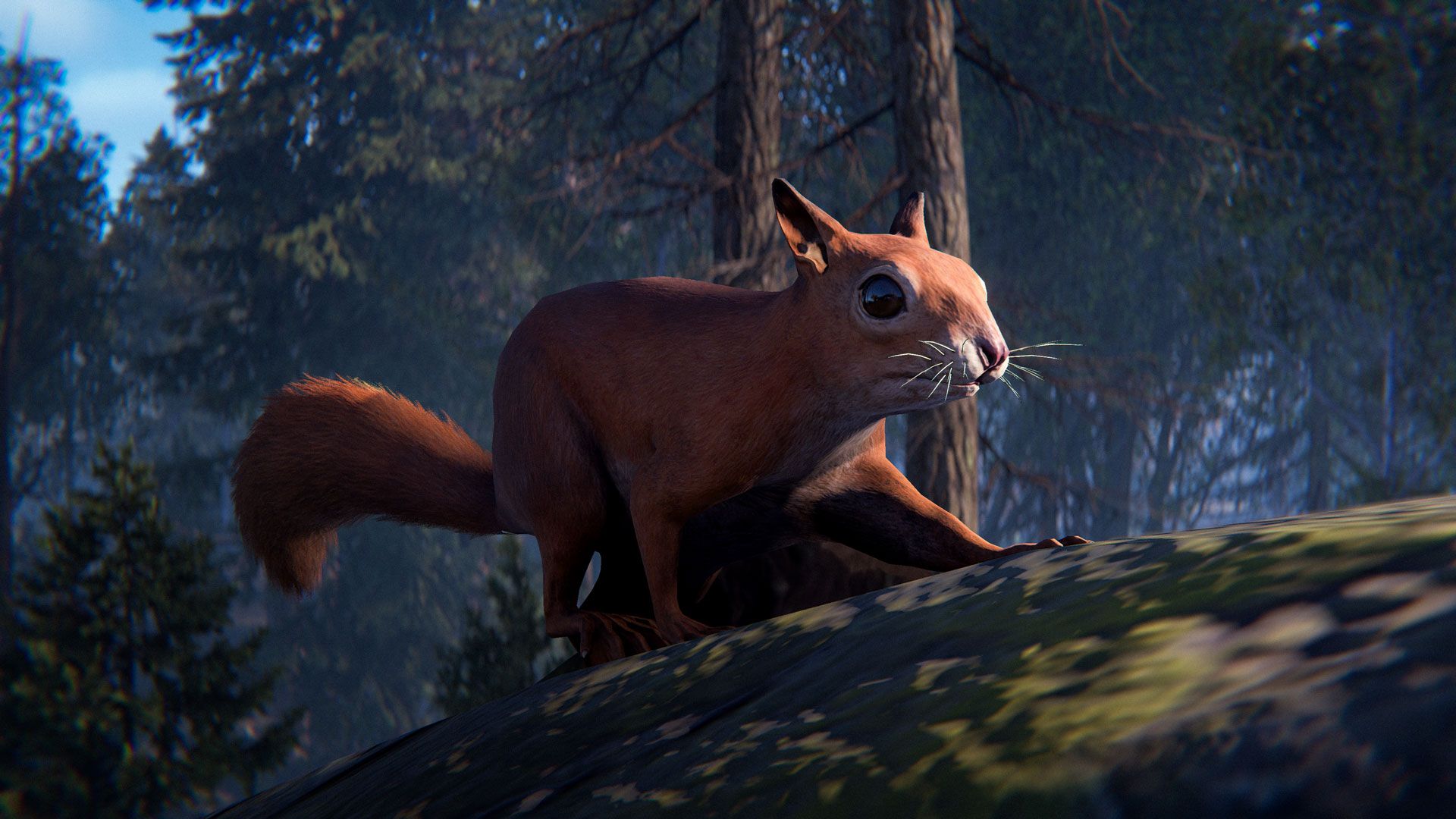 A squirrel