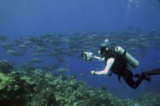 Bumphead parrotfish off Wake Atoll were found to have head-butting bouts on spawning grounds.
