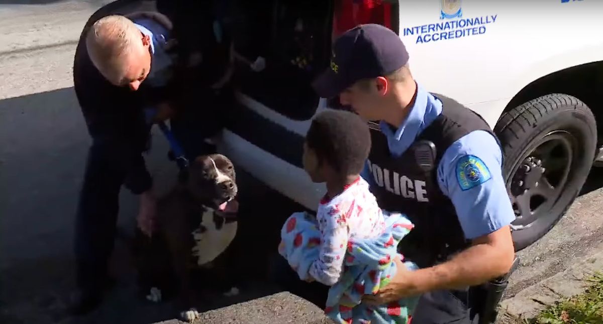 Stray Pit Bull protects lost toddler