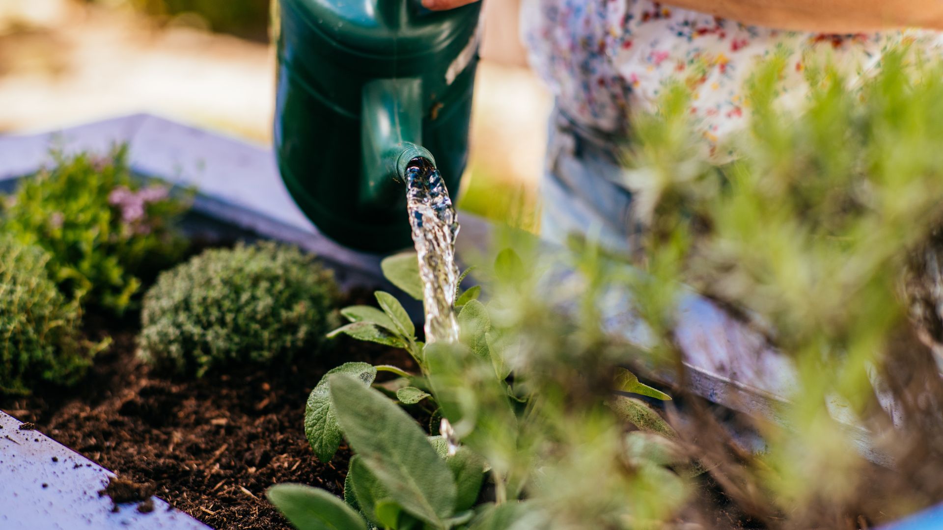 picture of watering can used in garden
